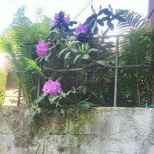 Meet your Posher, Shani